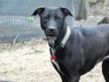 Adopt GALENA a Black - with White Greyhound  Labrador Retriever 