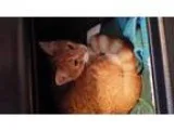 Adopt Sunny a Domestic Short Hair - orange and white
