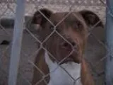 Adopt Jake a Pit Bull Terrier