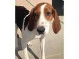 Adopt Sallie Mae a Treeing Walker Coonhound  Mixed dog in Barrin
