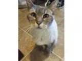 Adopt Josie-FOSTER OR ADOPT a Siamese