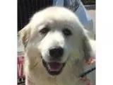 Donner Female Teddy Bear Shih-Chon