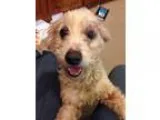Adopt Jessica a White Poodle (Miniature)  Bichon Frise  Mixed do