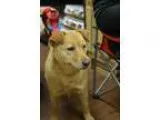 Adopt Nellie SOFT AND SNUGGLY a RedGoldenOrangeCh estnut Chow Ch