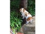 Adopt CA(LA)Britty a Brittany Spaniel Spaniel