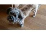 Adopt Mowgli a Schnauzer Lhasa Apso