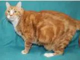 Adopt Caramel Free To Adopt a Domestic Short Hair