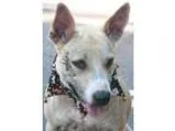 Adopt Miss Merlina a White - with Tan Yellow or Fawn Great Dane 