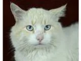 Adopt Marlon Brando a Cream or Ivory (Mostly) Domestic Mediumhai