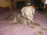 Adopt Sam a Labrador Retriever
