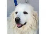 Adopt Astra (S) a Great Pyrenees