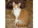 Adopt Archie a Orange or Red Tabby American Shorthair (short coa