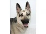 Adopt Kenya a German Shepherd Dog  Mixed dog in San Luis Obispo 