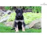 Nixon - German Shepherd Male