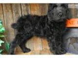Hilary - F1B Labradoodle