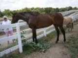 Newborn Colt by Street Life out of Jolly Green Bean A Nicking CS