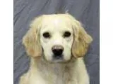 Adopt Cheeto a Golden Retriever  Mixed dog in Modesto CA (152003