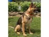 AKC German Shepherd puppies Czech working lines