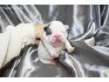 Puppies For Sale (American BullDog)