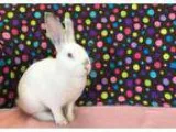 Adopt Vanilla Cream a Californian