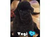 Adopt Yogi (Senior discount) a Black Miniature Poodle  Mixed dog