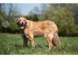Adopt Chelsea - ADOPTION PENDING a Golden Retriever