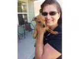 Adopt Dobby a Dachshund Pug