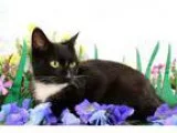 Adopt Macie a Black and White or Tuxedo Domestic Shorthair  Mixe