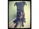 Adopt Hunter a Labrador Retriever