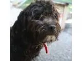 Adopt CASH a Poodle Schnauzer