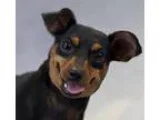 Adopt Rocky a Black - with Tan Yellow or Fawn Miniature Pinscher