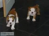 English bulldog puppies readyvv