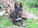 Adopt DAISY a Australian Cattle Dog (Blue Heeler) Feist