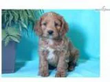 Dart - Cockapoo Male