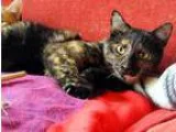 Adopt Yummy and Mapa Gorgeous MotherDaughter Duo a Domestic Shor