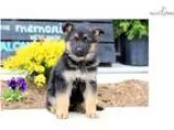 Dixie - German Shepherd Male
