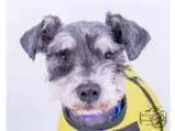 Adopt Oliver a Schnauzer