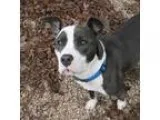 Adopt Buster a White American Pit Bull Terrier  Mixed dog in Nor
