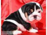 English bulldog puppies for sale