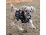 Adopt Soloman a Shih Tzu