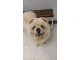 Adopt Cream Chow a Chow Chow