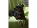 Adopt Kyra a Miniature Pinscher