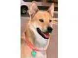 Adopt Hendrix a Shepherd Husky