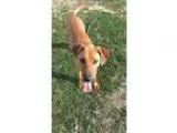 Adopt Charlie a TanYellowFawn Rhodesian Ridgeback  Mixed dog in 