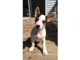 Adopt Chance a Tricolor (TanBrown and Black and White) Jack Russ