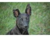Adopt Annie-A Celebrate Home Dog Lower Fee a Black Labrador Retr