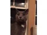 Adopt Nova a Domestic Short Hair Domestic Short Hair - gray and 