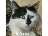 Adopt Maurice a Black and White or Tuxedo Domestic Mediumhair (m
