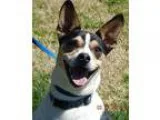 Adopt JoJo(24 lb) Fun Family Pet a Tricolor (TanBrown and Black 