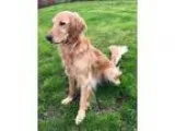 Adopt Chevy a Golden Retriever